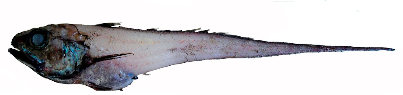 Bathygadus melanobranchus_002423